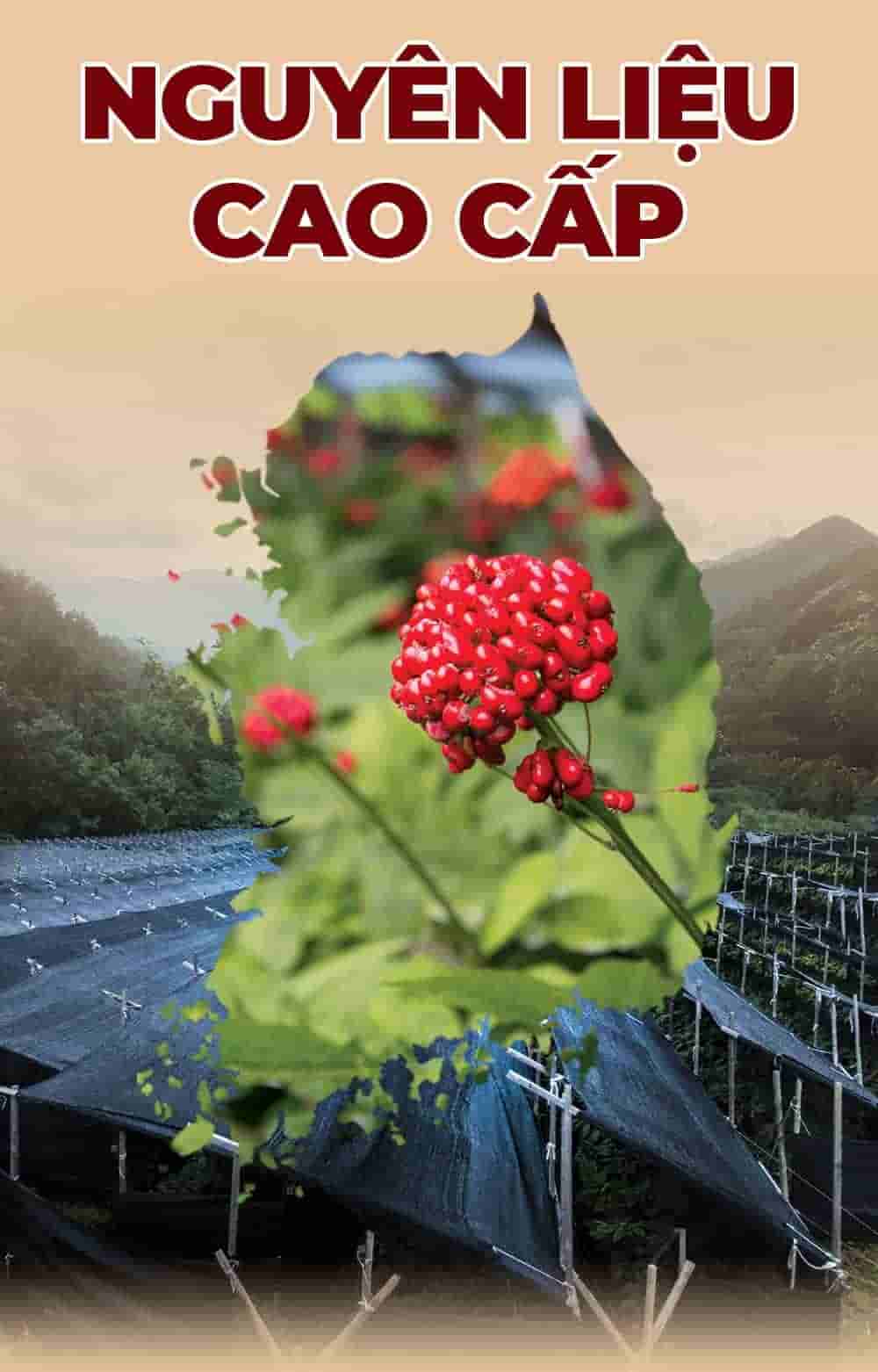 Cao Hắc Sâm Đông Trùng Hạ Thảo Hàn Quốc Hộp 4 lọ x 240g