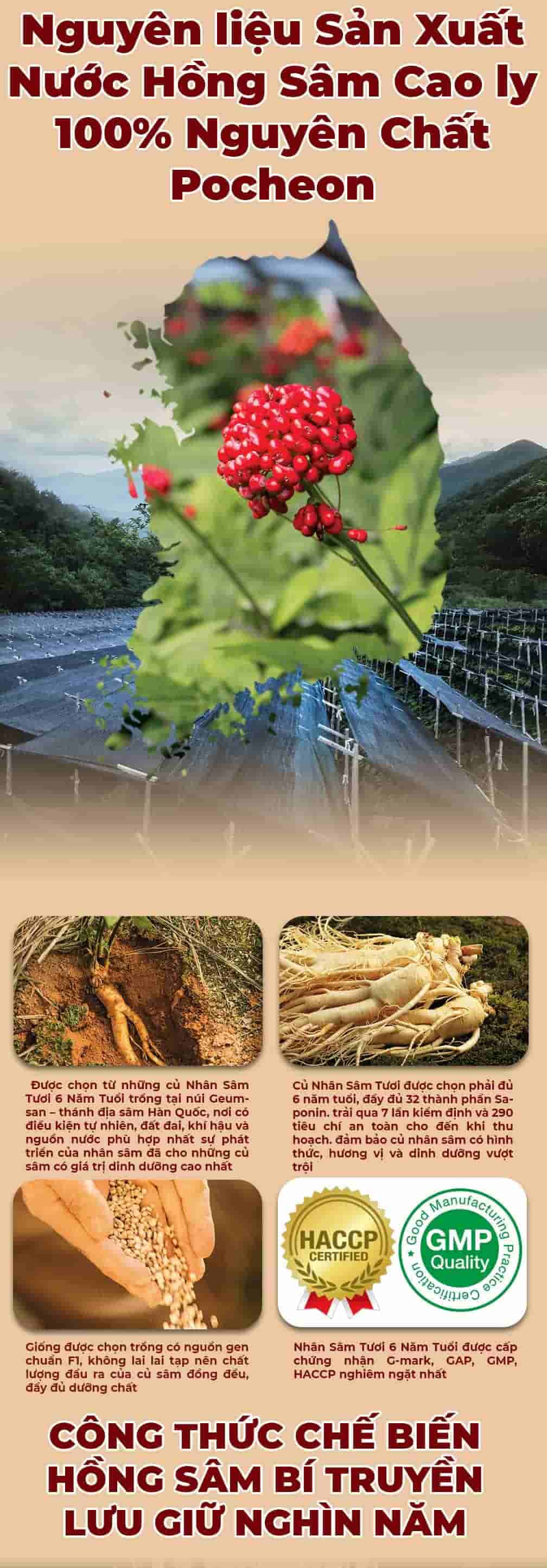 Nước Hồng Sâm Cao Ly Nguyên Chất 100% Pocheon Hàn Quốc Hộp 30 gói x 80ml