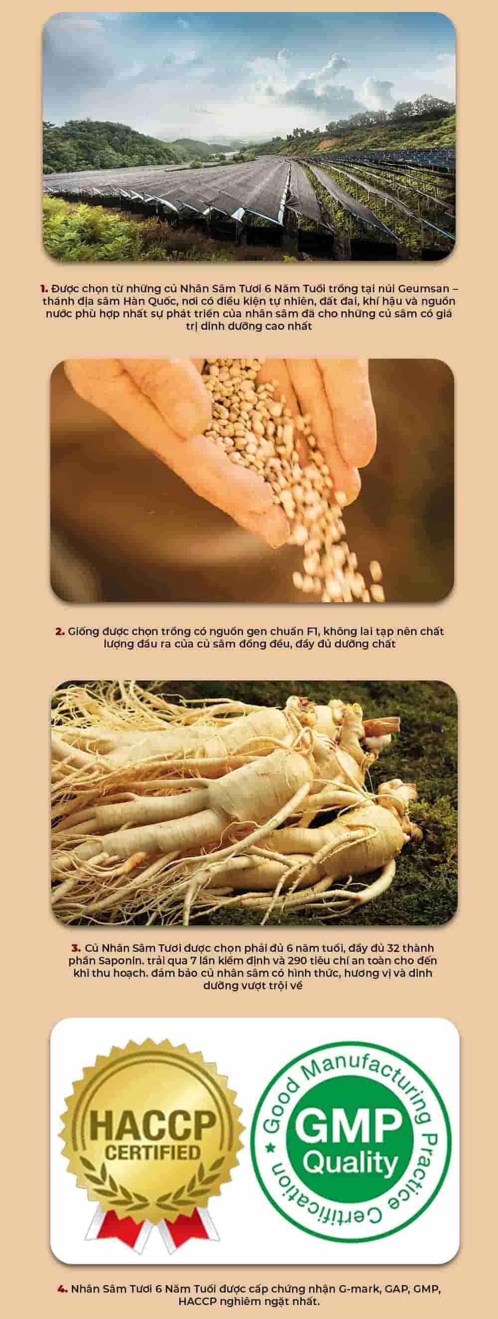 Thiên Sâm Củ Khô Chính Phủ KGC Hộp Thiếc 300g Số 30