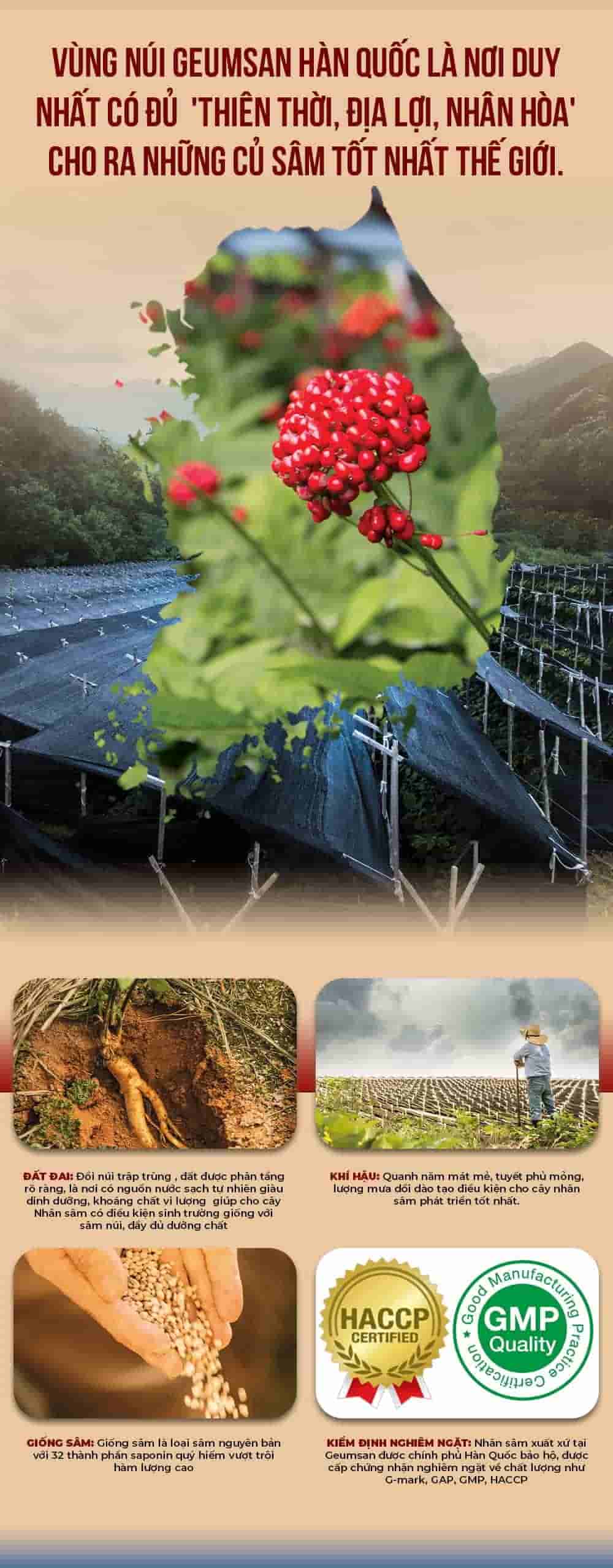 Tinh Chất Hồng Sâm Chính Phủ Cao Cấp KGC Everytime Balance Cao Cấp